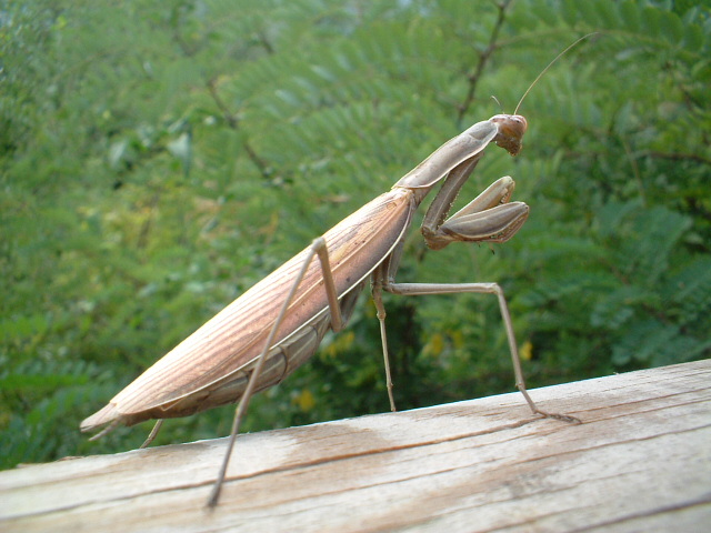 Mantis religiosa
